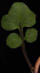 Cardamine megalantha. Cauline leaf.
 Image: P.B. Heenan © Landcare Research 2019 CC BY 3.0 NZ